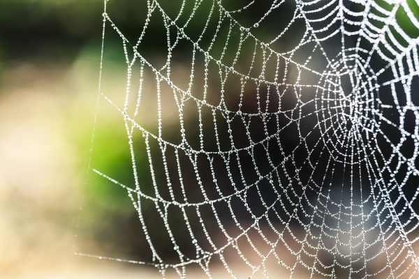 Image: Bionic spider silk: Researchers have developed a super strong “biocomposite” with the potential to revolutionize numerous industries
