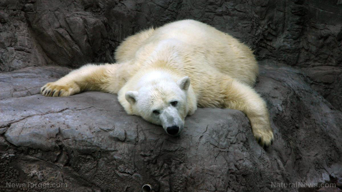 Image: Ignorant liberals think polar bears never grew old and died until climate change came along