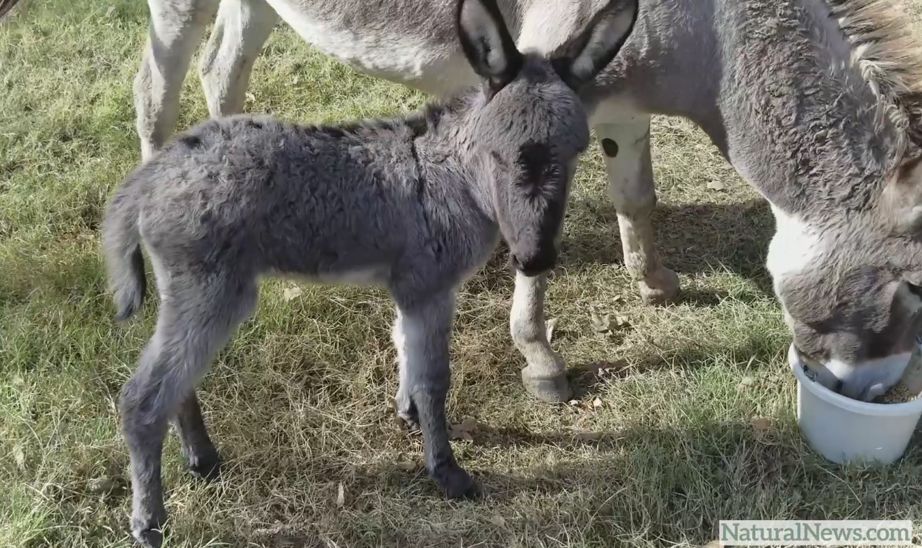 Image: Video update from the Health Ranger Ranch: A new baby donkey is born