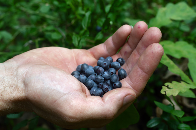 Image: Foraging wild edibles: Berry basics to help identify what’s safe and what isn’t