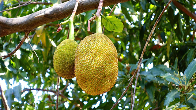 JackFruit