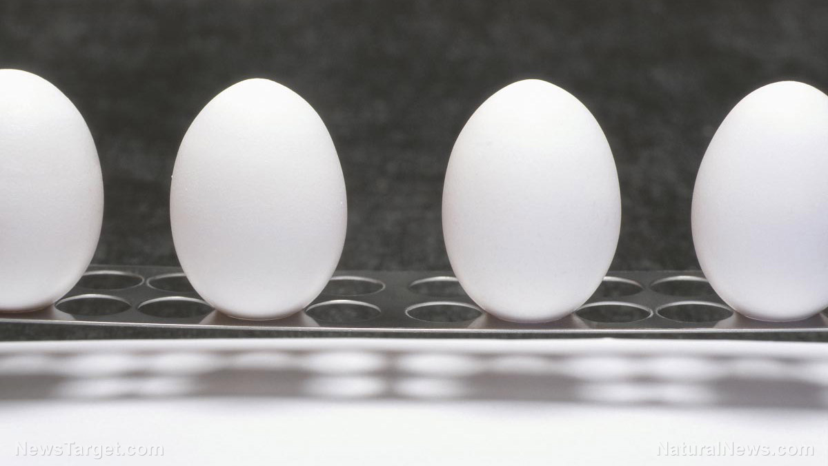 Image: DISCOVERY: Egg whites the “missing link” for low-cost production of clean hydrogen fuel