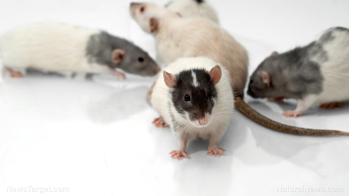 Image: Ratting them out: Rats are better at detecting tuberculosis in children than standard tests