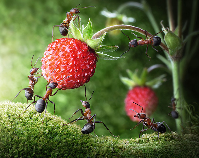 Image: Mathematical model shows how ants behave when faced with an obstacle