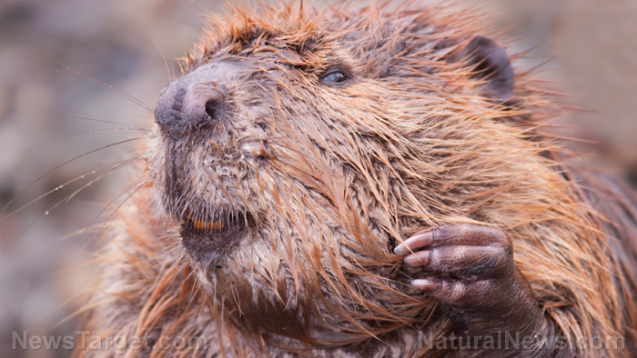 Image: Why beavers could be the key to negating the effects of environmental pollution