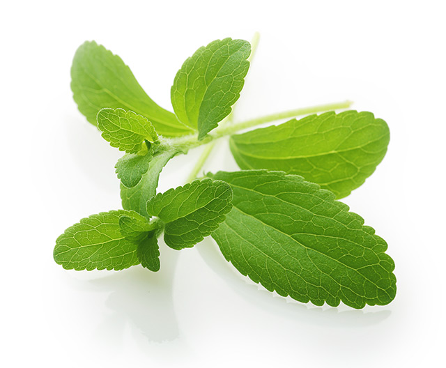 Image: Preclinical study finds stevia is comparable to antibiotics in the treatment of Lyme disease