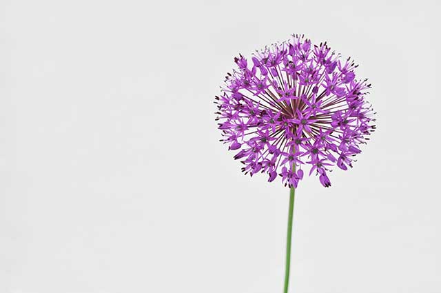 Image: Scientists document the anti-cancer properties of the Allium wallichii