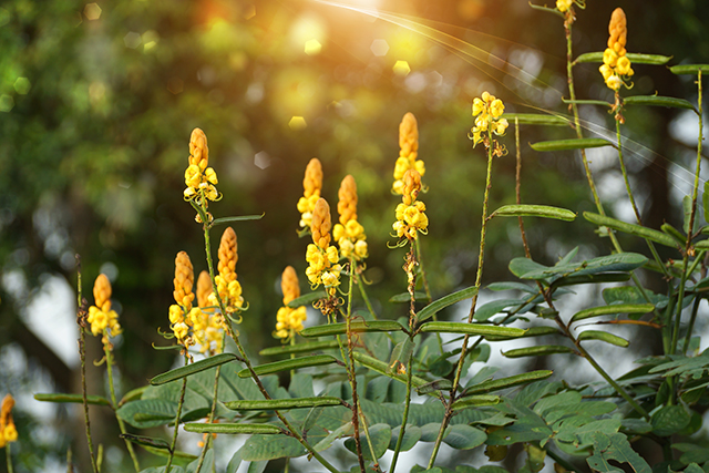Image: Cassia alata, used in folk medicine for ring worm and poisonous bites, found to have anti-inflammatory properties
