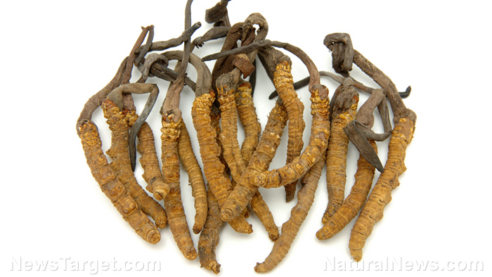 Image: Cordyceps offers many health benefits and has been used medicinally for centuries