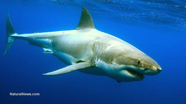 Image: NIH-funded study looks at how sharks have evolved to use electric fields to locate prey