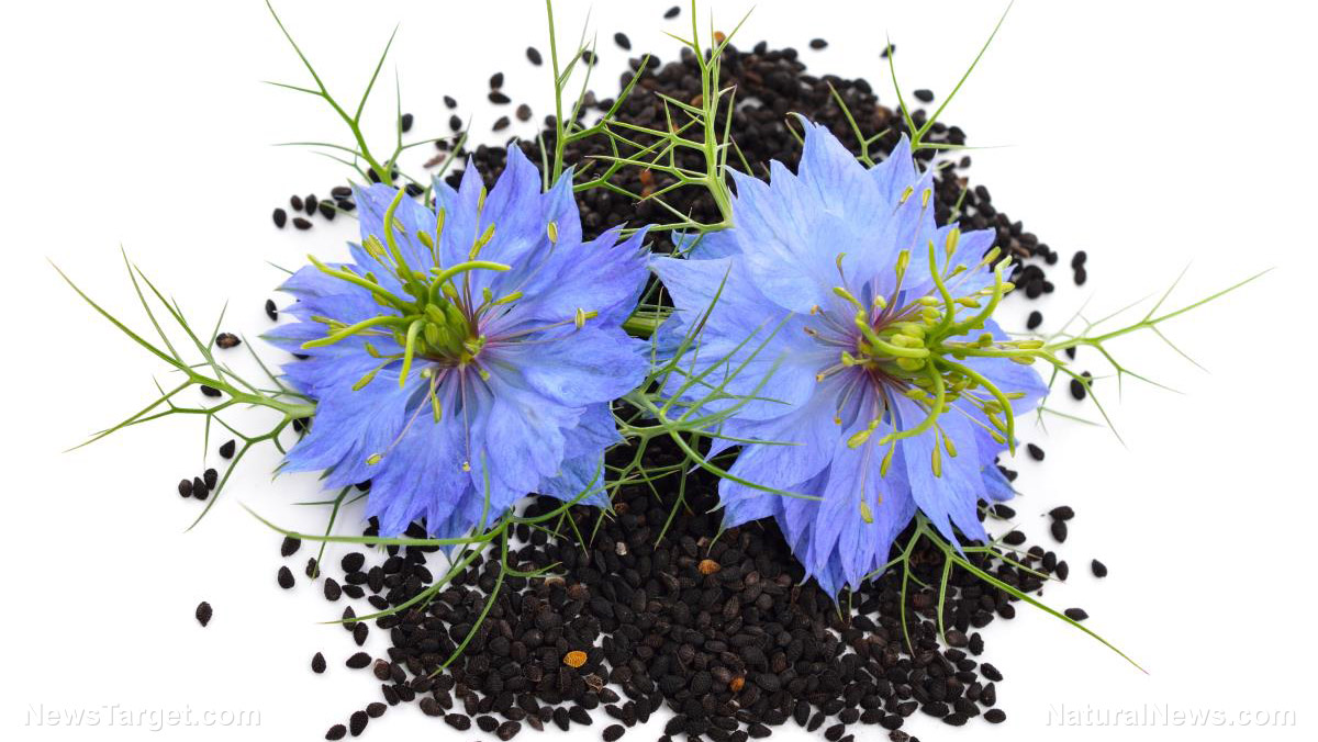 Image: The therapeutic heart benefits of long-term administration of Nigella sativa (black cumin seed)