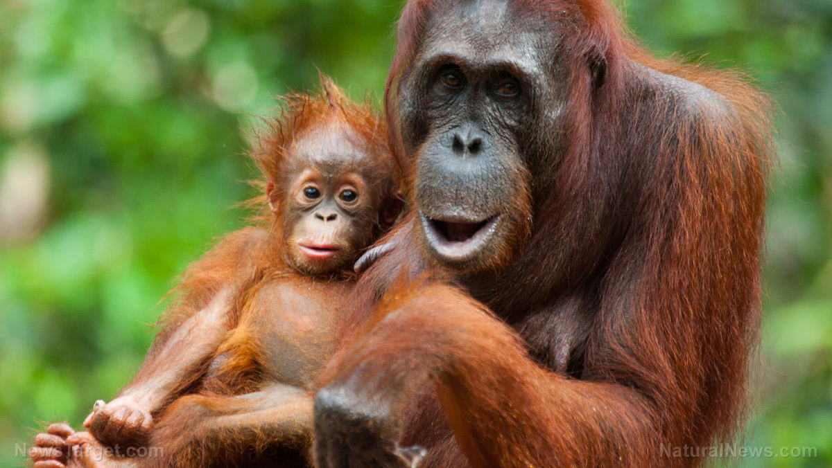 Image: We only THINK we’re smarter: Scientists shocked when orangutans were filmed making their OWN MEDICINE for sore limbs