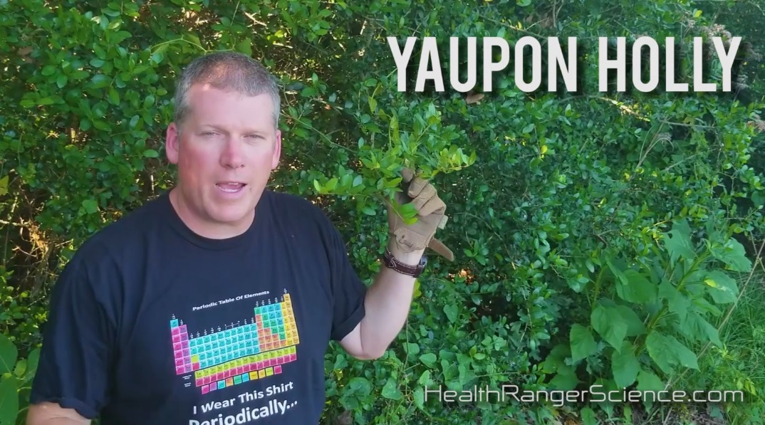 Image: Health Ranger teaches wild foods: Yaupon Holly for “coffee” and Nopal cactus fruit for nutrition