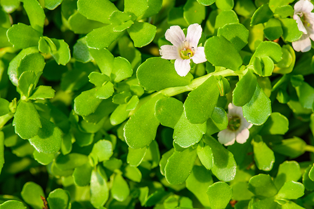 Image: Reduce nerve pain with the waterhyssop medicinal herb (bacopa)