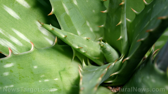 Image: Aloe vera is a gentle aphrodisiac that enhances libido