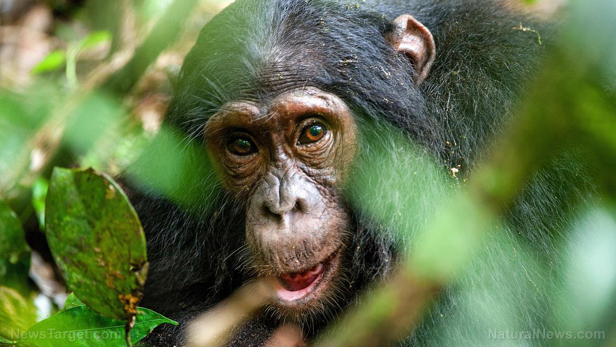 Image: Chimp mothers teach their offspring to use moss as drinking sponge in latest example of intelligent, conscious lives of primates