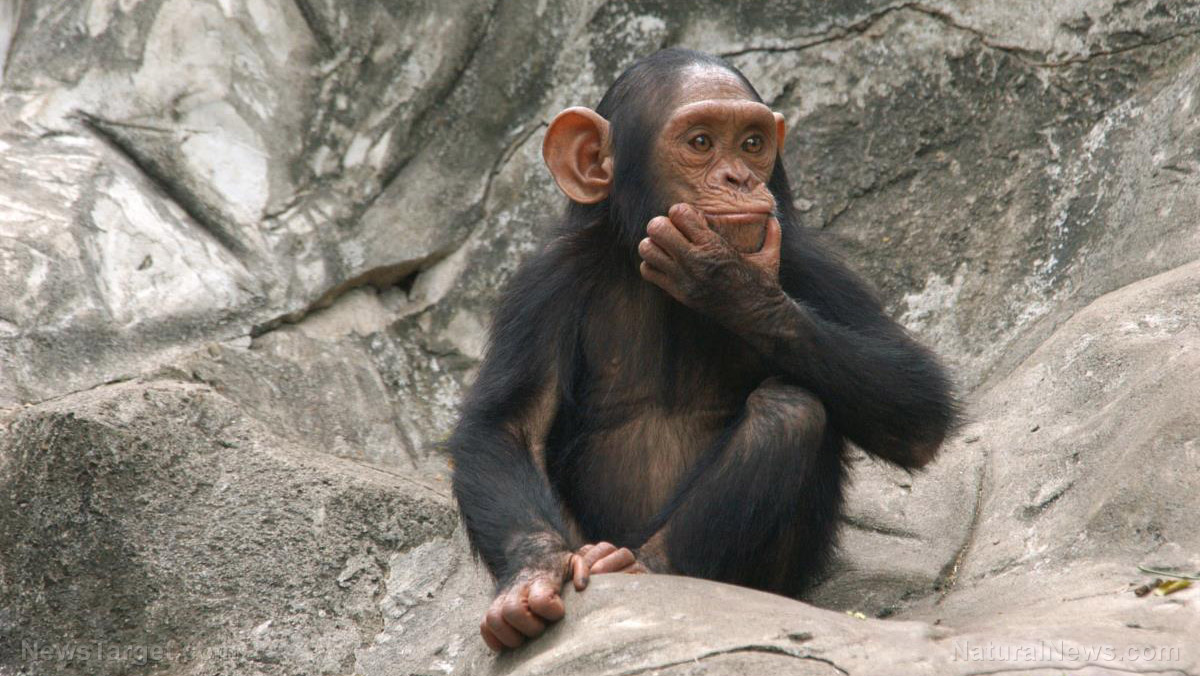 Image: Chimpanzees found to accumulate and transfer cultural knowledge from one generation to the next