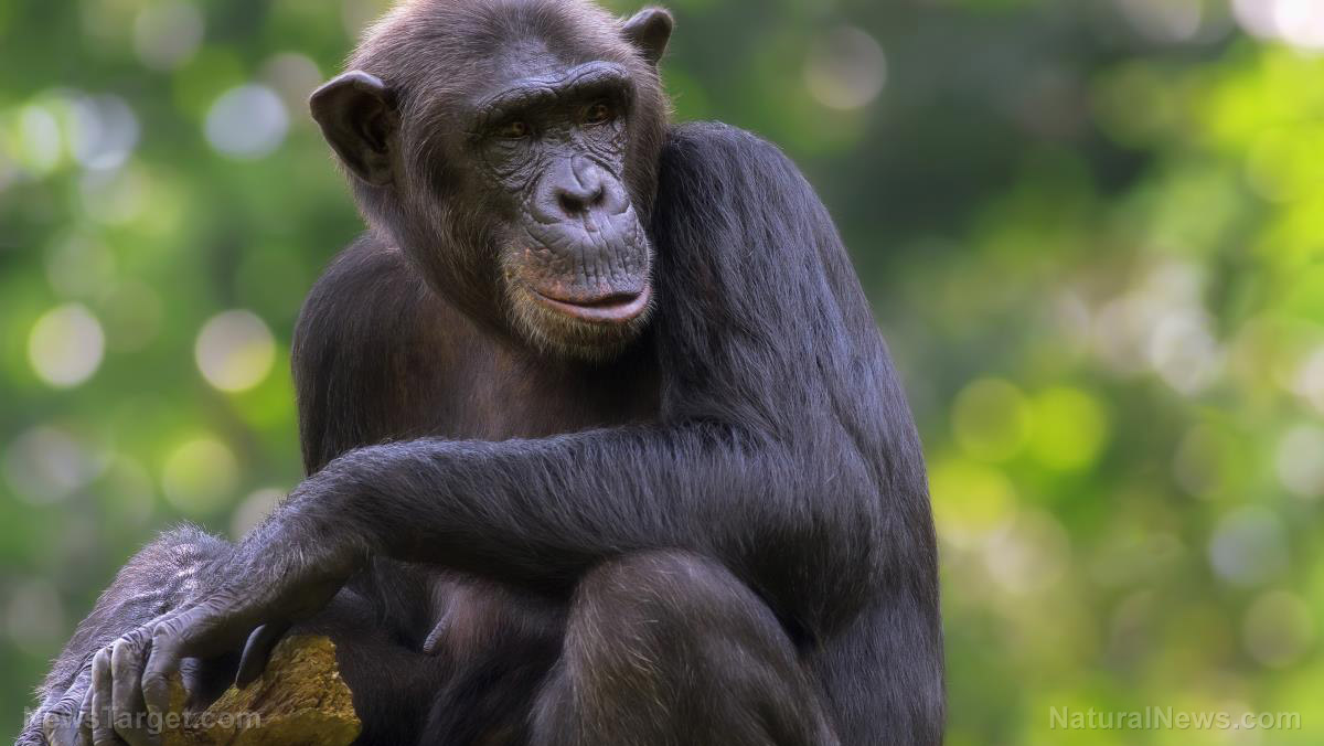 Image: Chimpanzees observed by scientists are changing their hunting behavior because they know they’re being watched