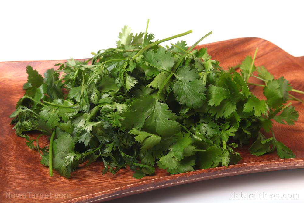 Image: Bright green coriander contains an array of medicinal oils with proven health benefits