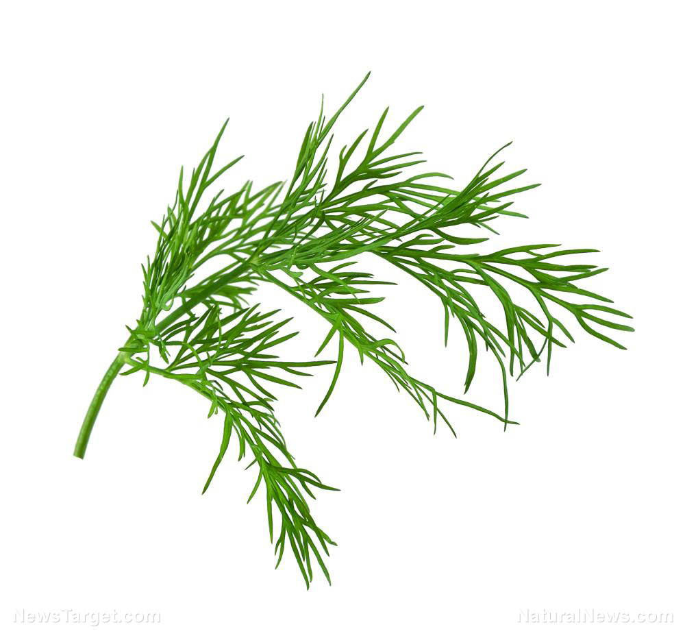 Image: You should eat more dill – its uses range from treating digestive disorders to strengthening the immune system