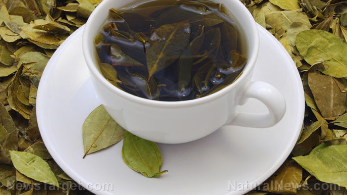 Image: Green tea catechins found to protect the brain from cognitive decline
