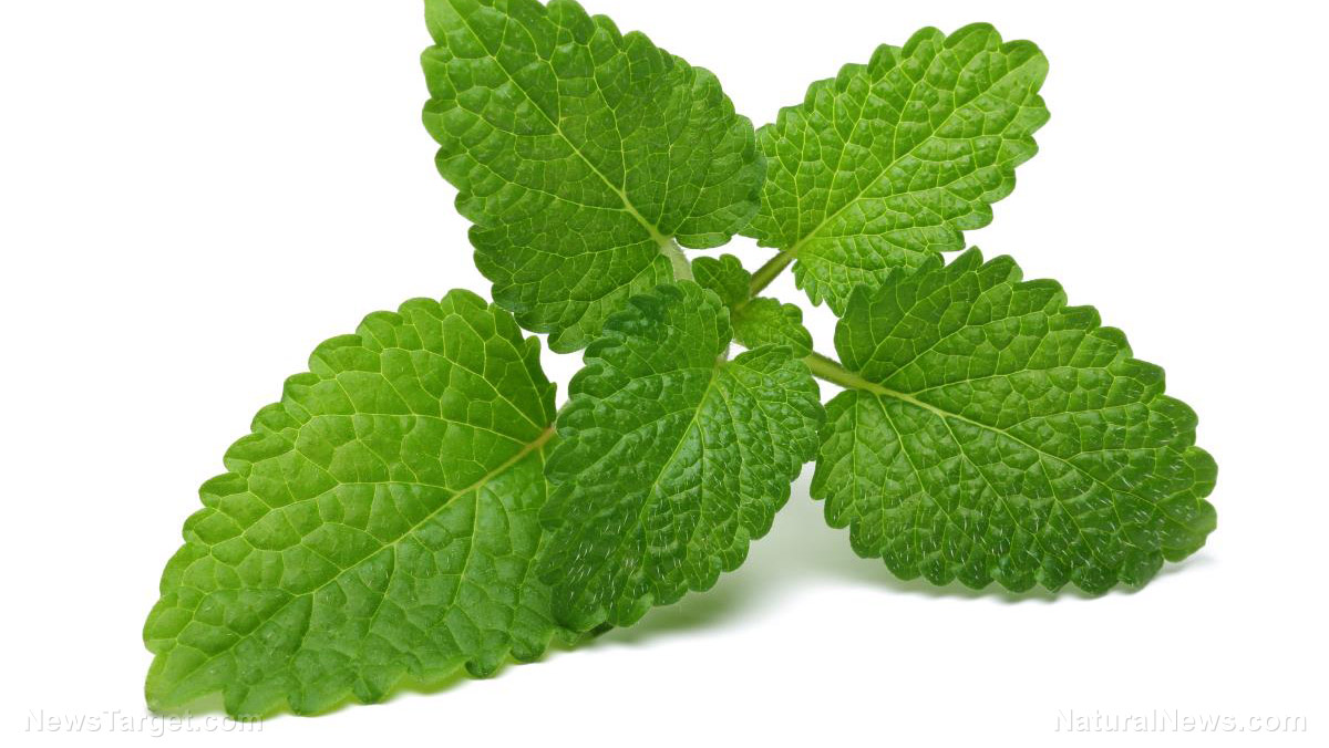 Image: A blend of Mexican mint and oregano oil can treat multidrug-resistant bacteria: Study