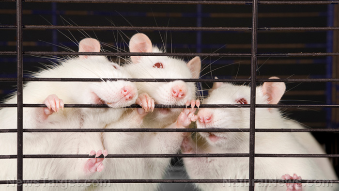 Image: FDA now harvesting “fresh” aborted baby tissue to create “humanized mice”