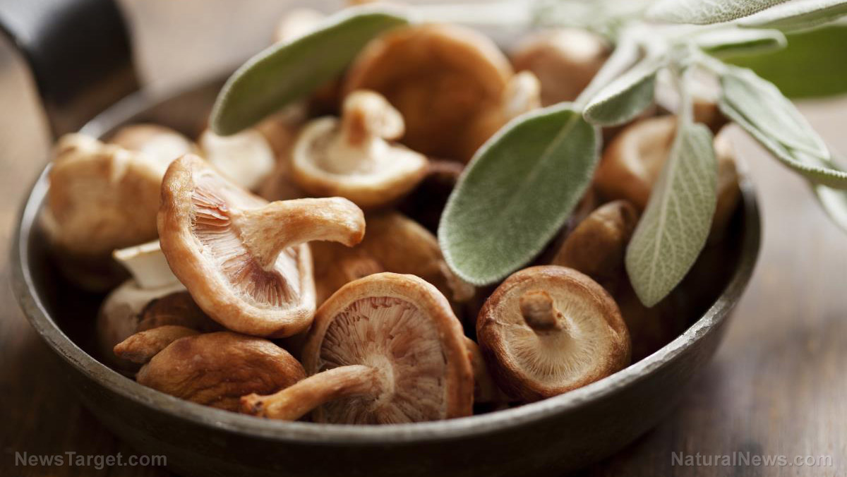 Image: The 8 most powerful medicinal mushrooms known today