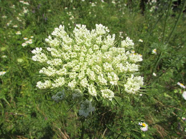 Image: Distinctly pretty and delicate, the wild carrot may be a natural treatment for cancer