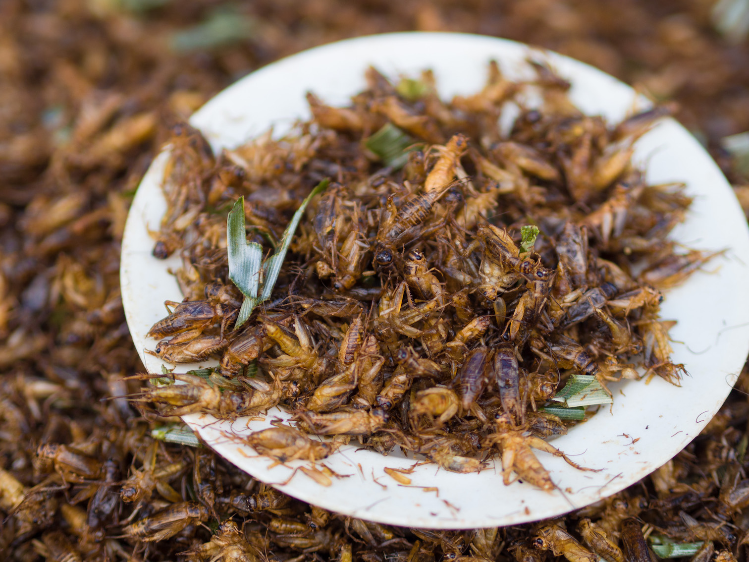 Image: Academics are trying to “normalize” eating insects by baking biscuits out of ground insect powder