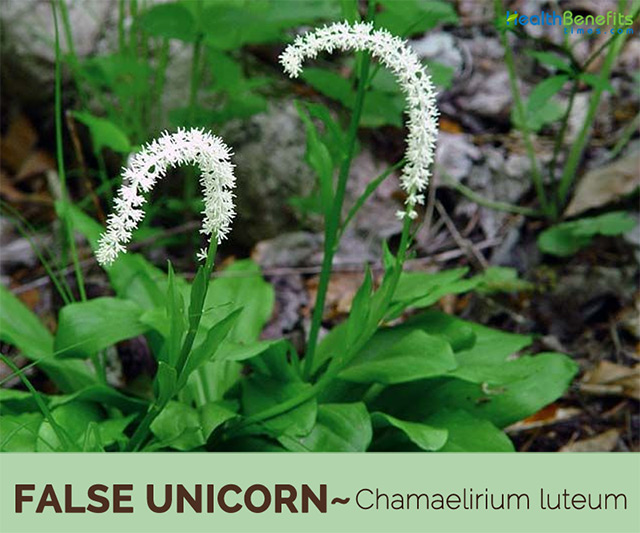 Image: The unicorn plant, Helonias Dioica, is an excellent remedy for female reproductive problems