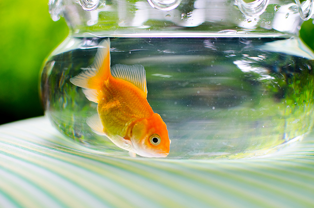 Image: Goldfish manufacture alcohol in their own cells to lower their biological freezing temperature in frigid waters