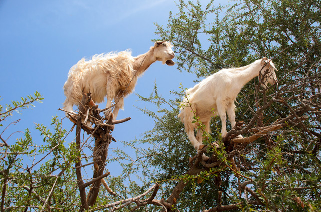 Image: Tree-climbing goats help sow new forests by SPITTING out the seeds, scientific study shows