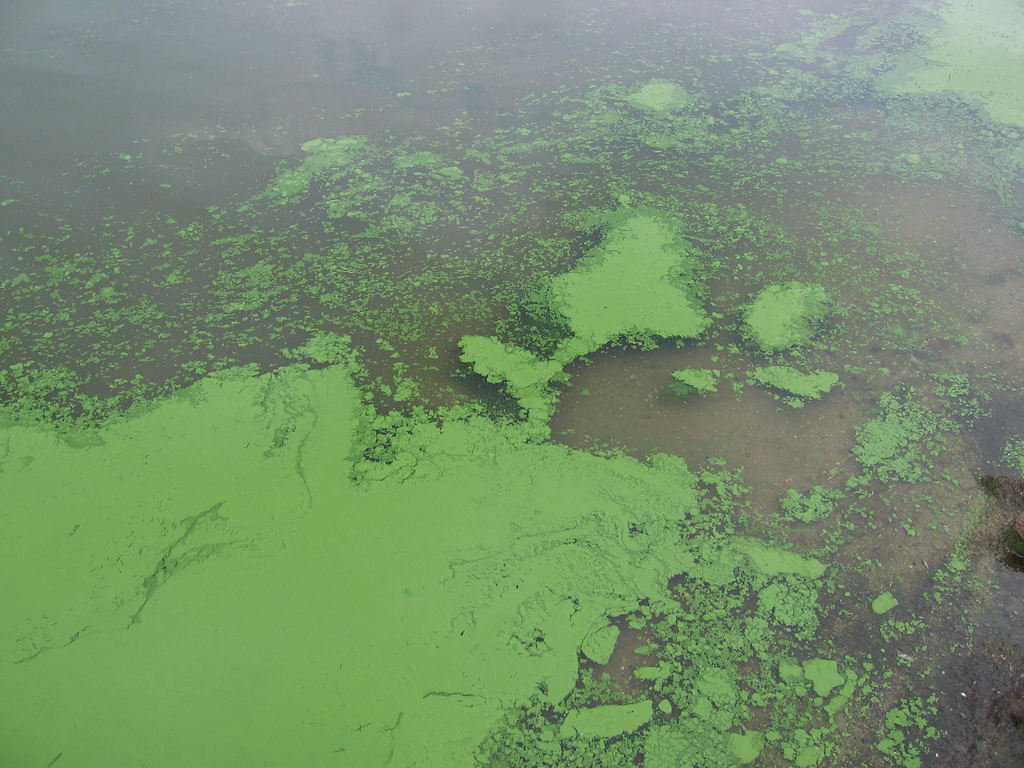 Image: Is Mother Nature fighting back? Chemical cloud that poisoned 200 may have been caused by algal bloom
