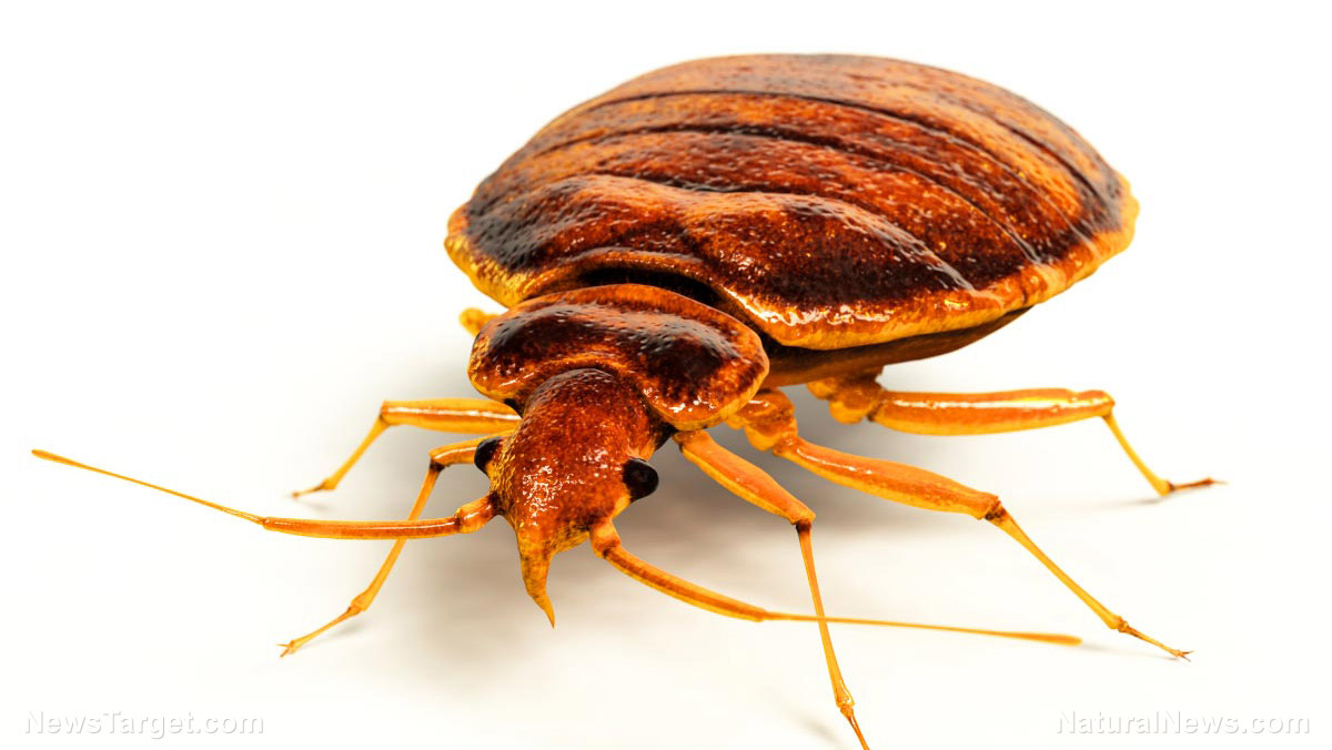 Image: Cleanliness can prevent bugs as well as germs: Bed bugs love dirty laundry, study finds