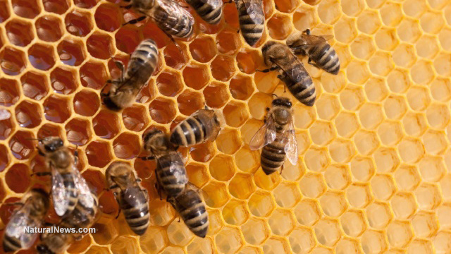 Image: Unable to develop a new antibiotic drug for decades, new research “discovers” potential in a compound from honeybees, ignoring the fact that natural medicine has used bee pollen for years