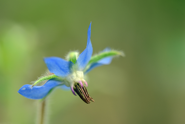 Image: Borage seed oil found to mitigate effects of radiation therapy on the liver
