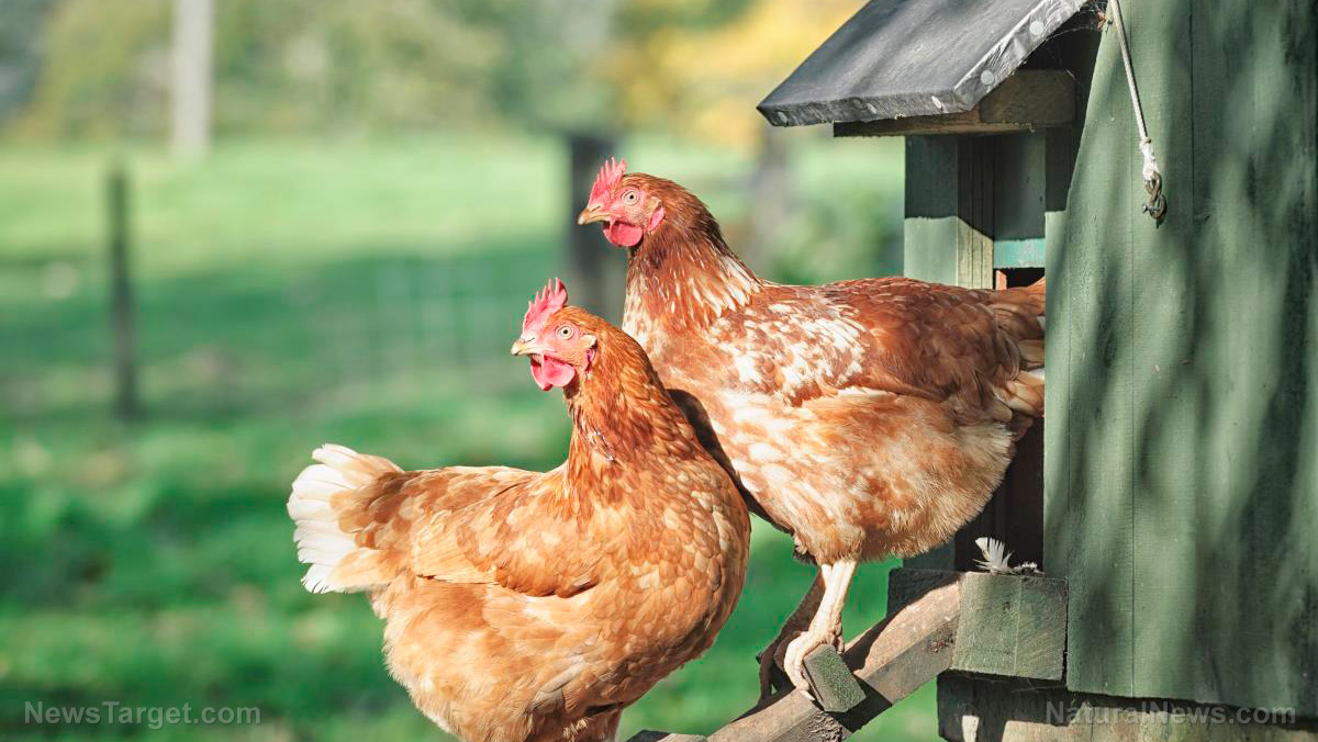 Image: Choose what’s best for you: Types of backyard chicken coops for different climates and budgets