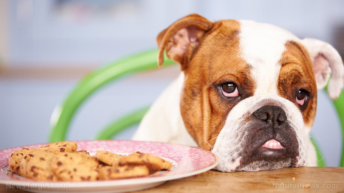 Image: 12 Foods fit for humans but DEADLY for dogs