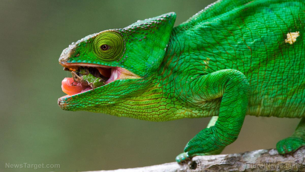 Image: Astounding new material changes color and patterns like a chameleon