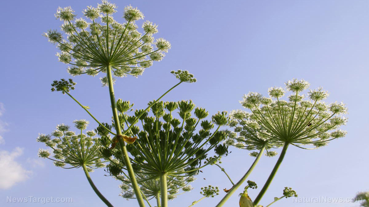 Image: How to identify the Giant Hogweed and protect yourself from its poisonous sap