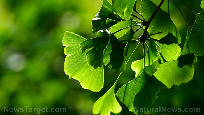 Image: Men can boost brain health and enhance performance with ginkgo