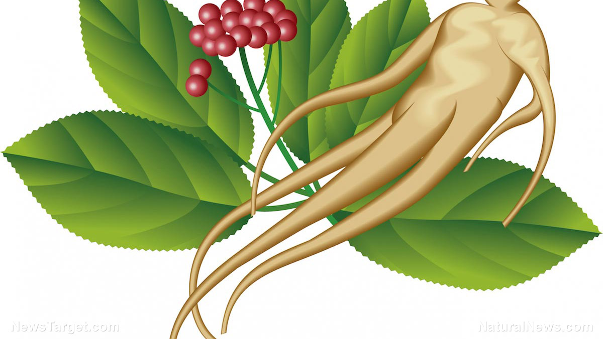 Image: Ginseng extracts found to prevent obesity