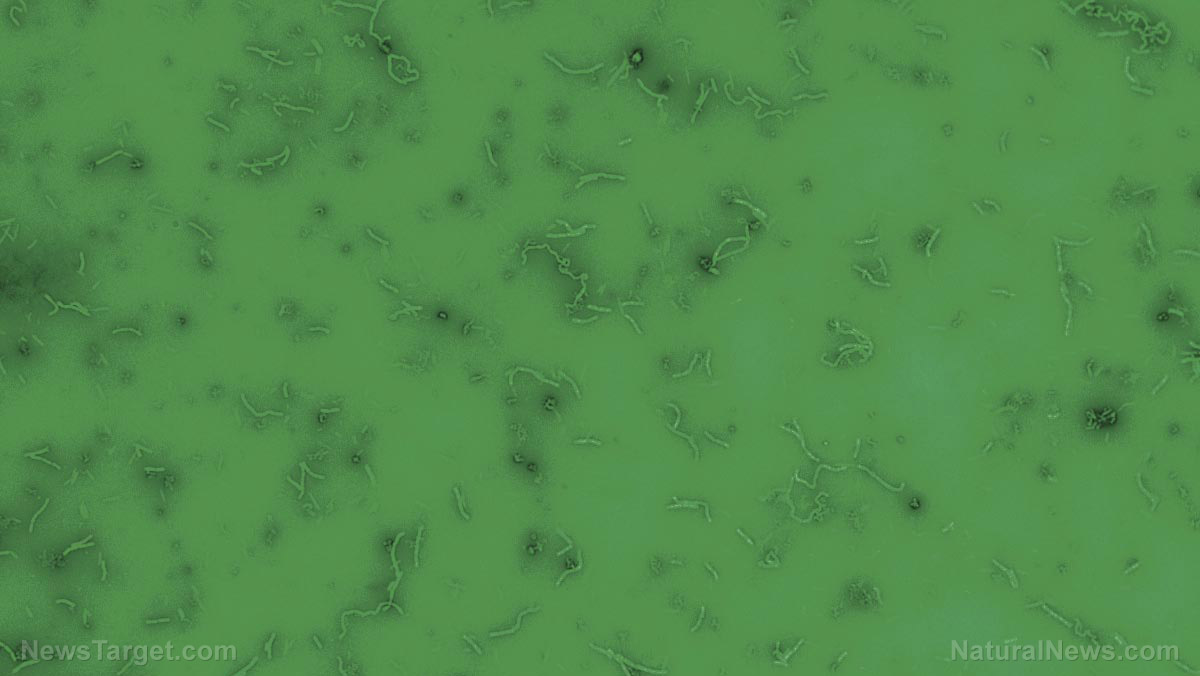 Image: Bacteria from cold environments may prove useful in making green, energy-saving detergents