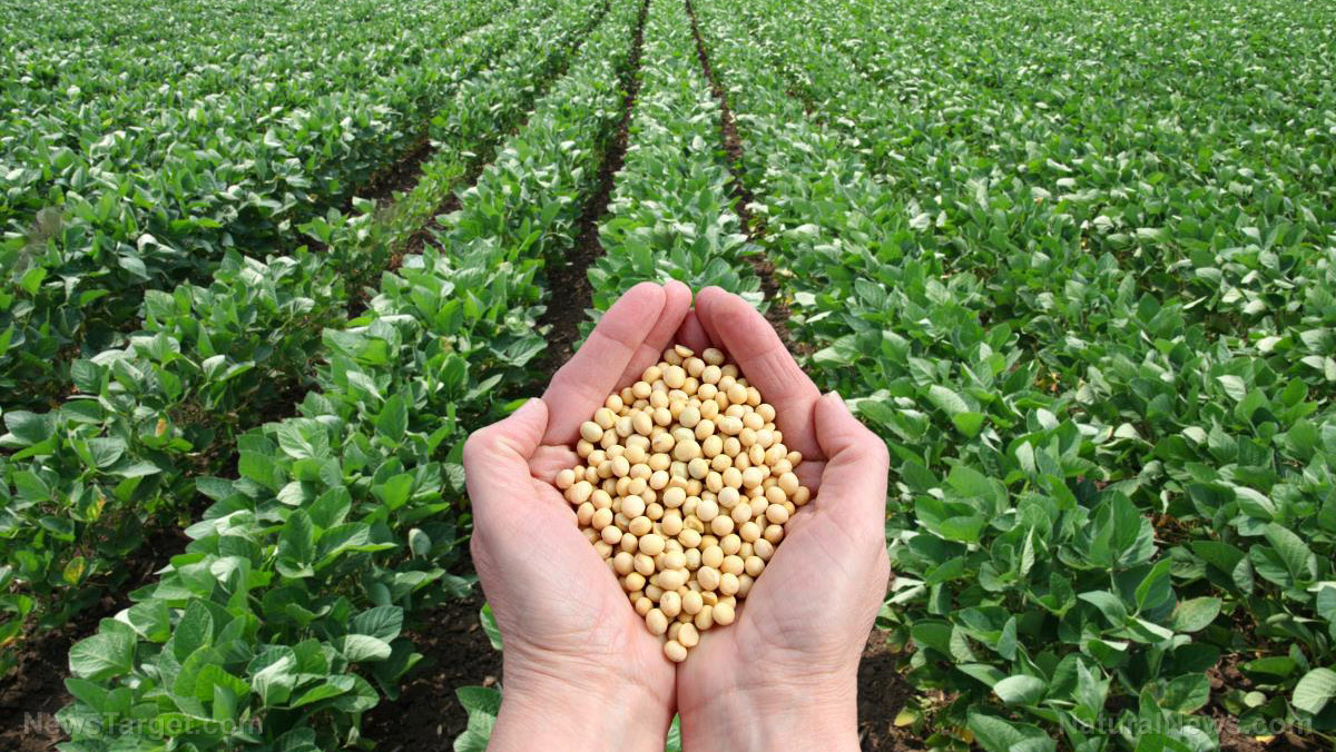 Image: Scientists find a way to increase soybean yield through biological fixation, could remove the need for nitrogen fertilizers