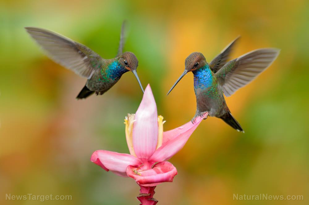 Image: Hummingbirds and bumble bees are being exposed to neonicotinoid pesticides at alarming rates