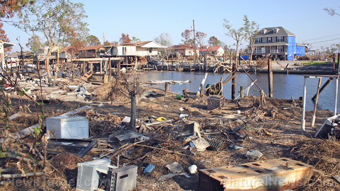 Image: Hurricane wildlife victims: One hurricane washed away thousands of sea turtle nests, another destroyed monkey habitat