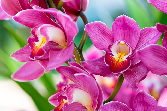 Image: Orchid tree seeds found to have antioxidant properties that protect against liver damage