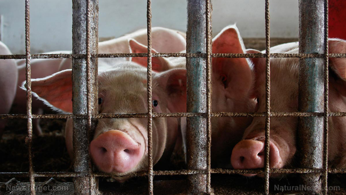 Image: Quit eating bacon, ham and pork? Pigs are SMARTER than dogs, and pigs suffer horribly inside factory farms across America