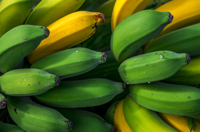 Image: Banana stem juice demonstrates antidiabetic potential – study